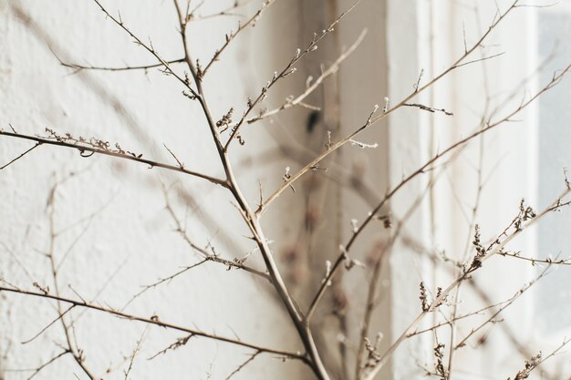 Still-life. photo of a dry branch on the of the old vintage window side view