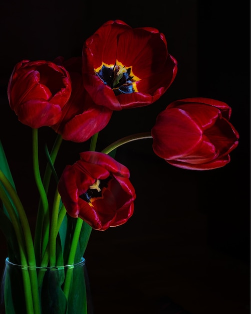 Still life, Red tulips on black background stand in a vase. Shot in the dark in a low key