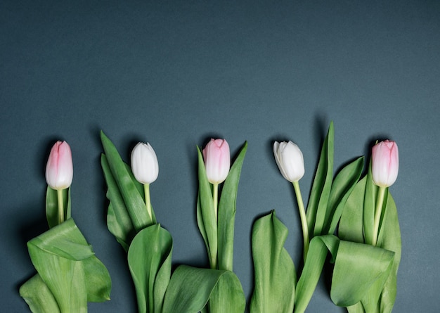 Still life spring gentle white and pink tulips