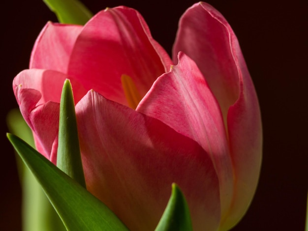 Still Life Tulip isolated on black background