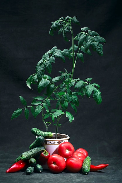 Still life with bushes of growing tomatoes and vegetables