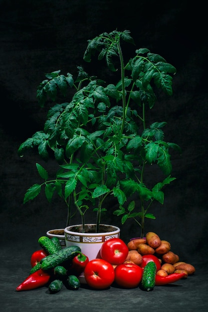 Still life with bushes of growing tomatoes and vegetables