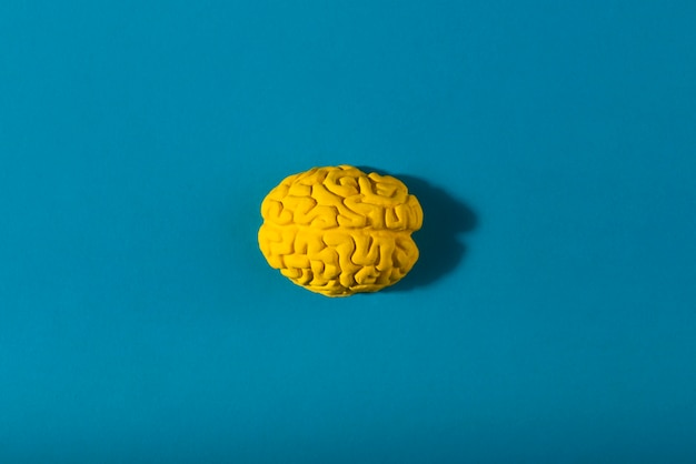 Photo still life with human brains