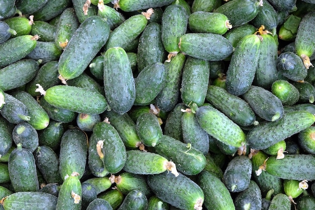 Still life with lot of small green cucumbers as background top view horizontal close up