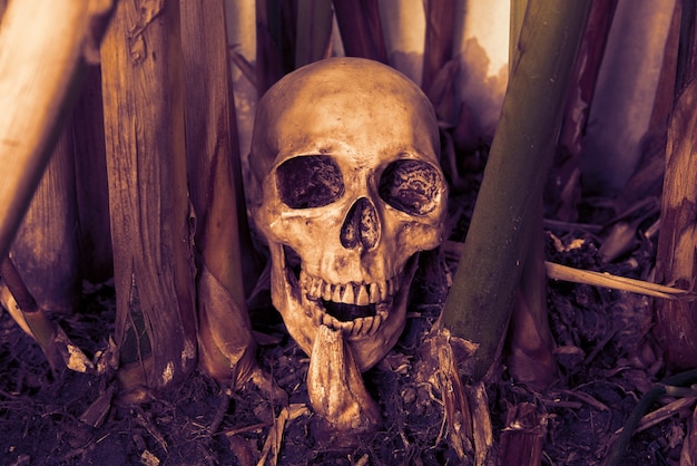 still life with skull