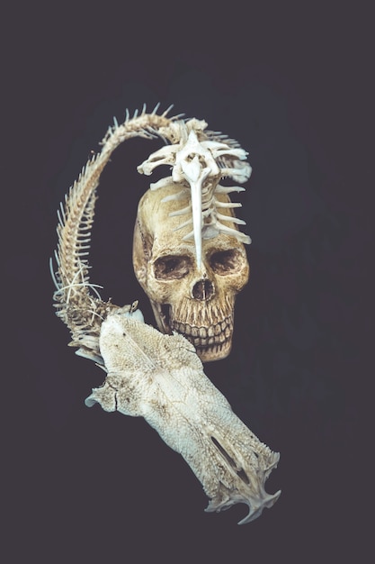 Photo still life with a skull