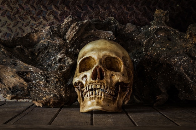 Photo still life with a skull.