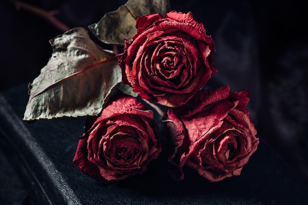 Still life with three dry roses on black bacground