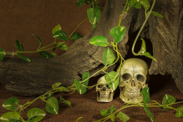 still life with two skulls