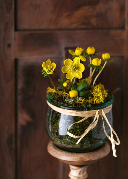 Still life with yellow Winter aconite wildflowers in a glass jar. Spring home decoration concept.