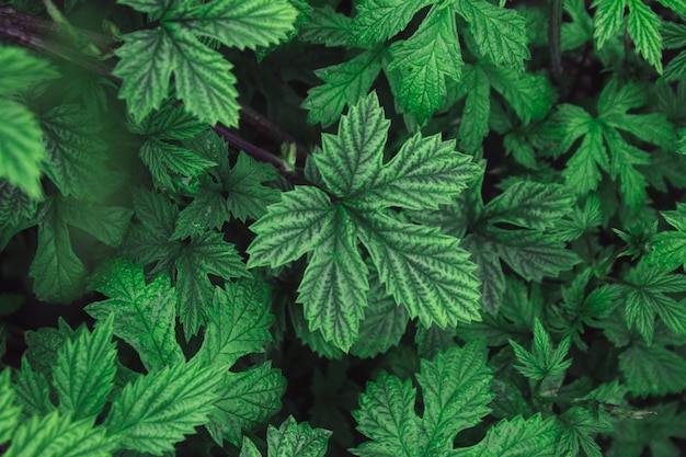 Stinging nettle leaves as background Beautiful texture of nettle