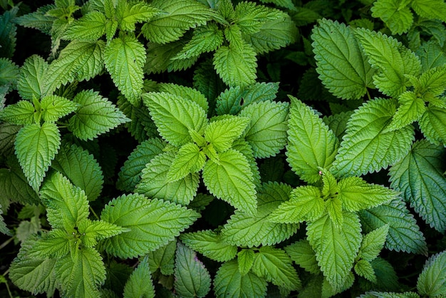 Stinging nettle leaves as background Green texture of nettle Top view