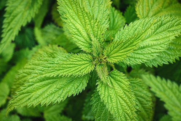 Stinging nettle plant closeup, Urtica dioica leaves from above