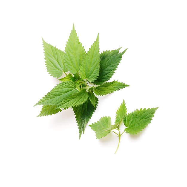 Stinging nettle Urtica dioica close up isolated on white