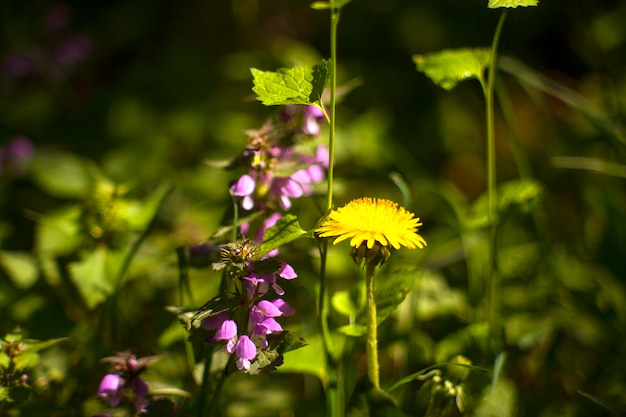 Stinging nettles and dandelion 