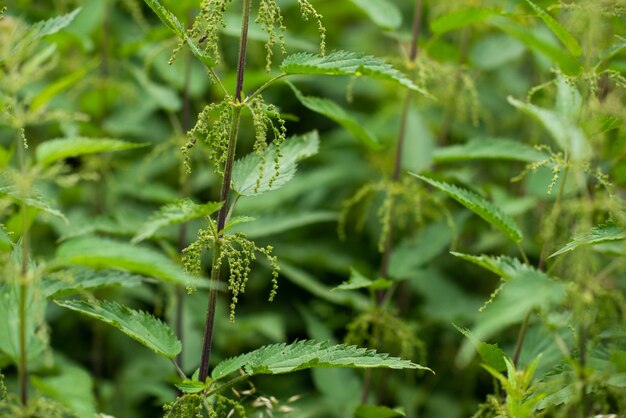 stinging nettles or urtica medical herb close up colorful and healty  plant tea natural background