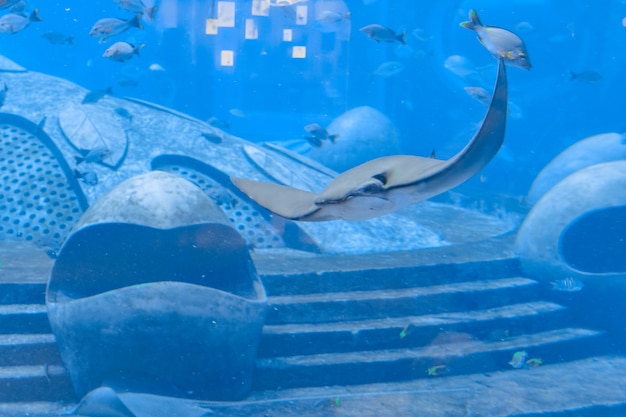 Stingray swimming underwater. Sting ray is also called sea cats are found in temperate and tropical waters. Atlantis, Sanya, island Hainan, China.