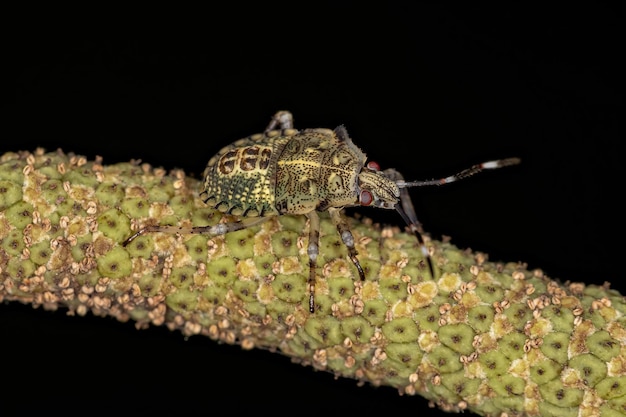 Stink bug Nymph of the species Sibaria armata