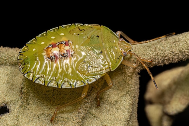 Photo stink bug nymph