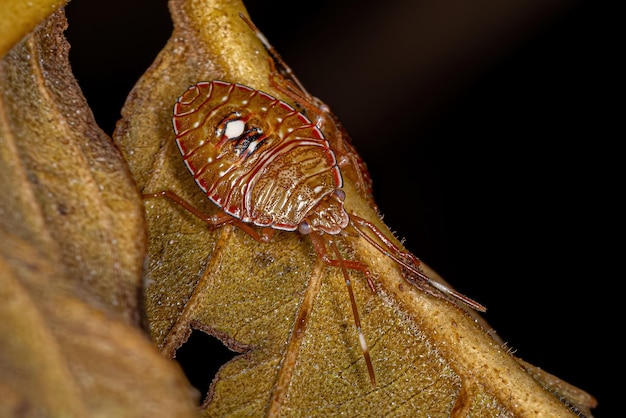 Stink Bug Nymph