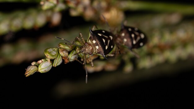 Stink Bugs of the Tribe Carpocorini