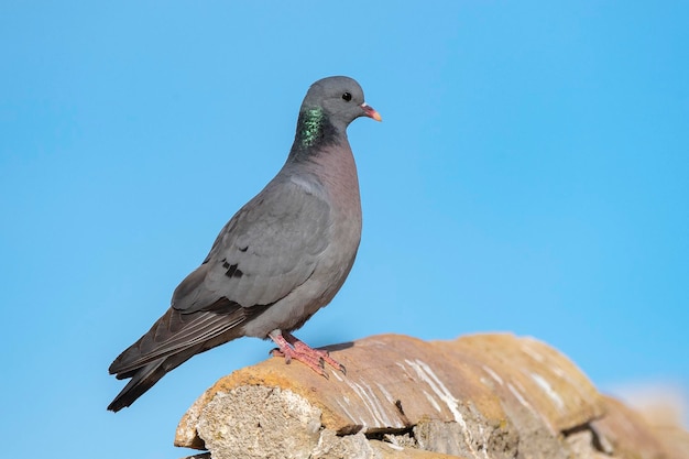 Stock dove Columba oenas Toledo Spain