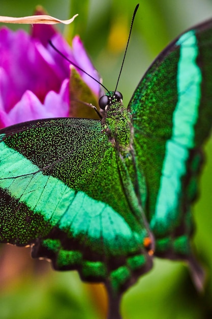 Stock image of Emerald Swallowtail butterfly resting on purple flower