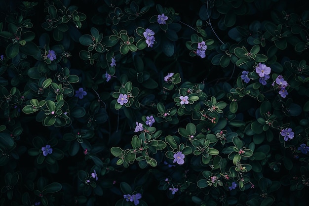 Photo stock photo of a dark night a dark green bush with small purple flowers many flowers in the foregrou