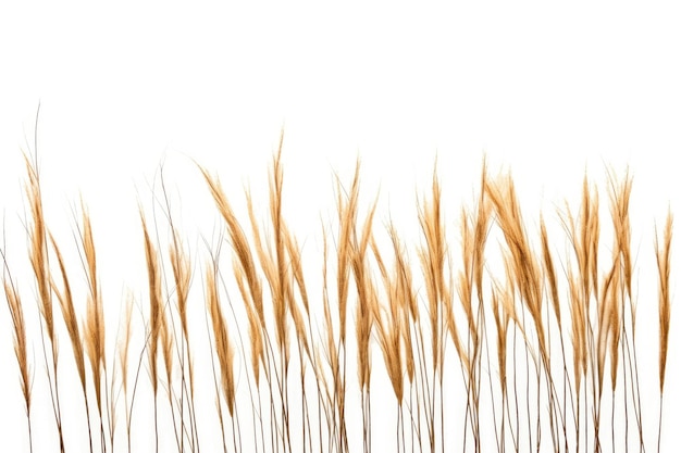 stock photo of reeds white isolated background Generative AI