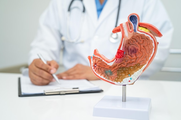 Stomach disease doctor with anatomy model for study diagnosis and treatment in hospital