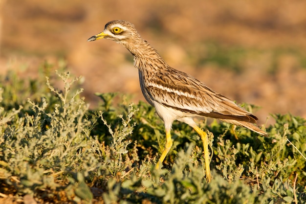 Stone-curlew with the first lights of dawn at a water point