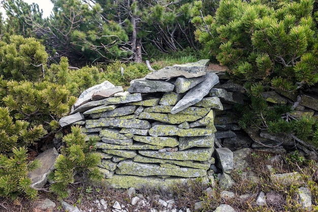 Stone fortification wall from the First World War covered with yellow moss Carpathians Ukraine