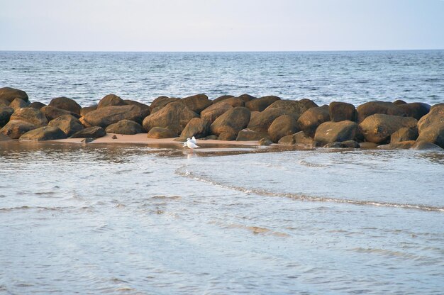 Photo stone groynes breakwaters in the water off the coast in denmark seagulls