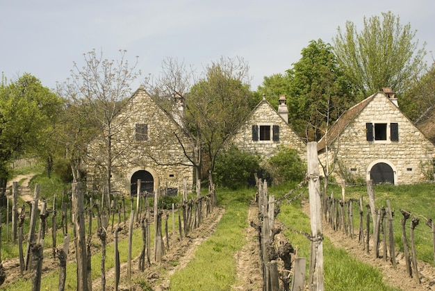 Stone houses next to vineyards in Burgenland - Austria