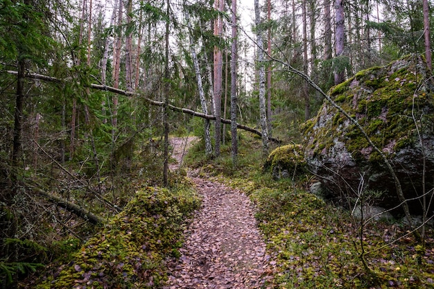 Stone path beautiful forest and fresh air sandy path walk along the trail through the forest