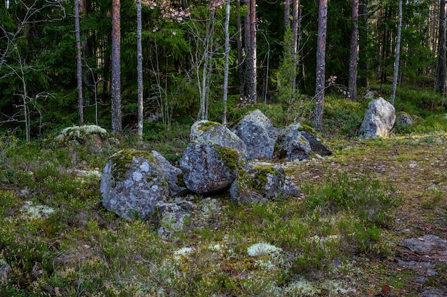 Stone path beautiful forest and fresh air sandy path walk along the trail through the forest