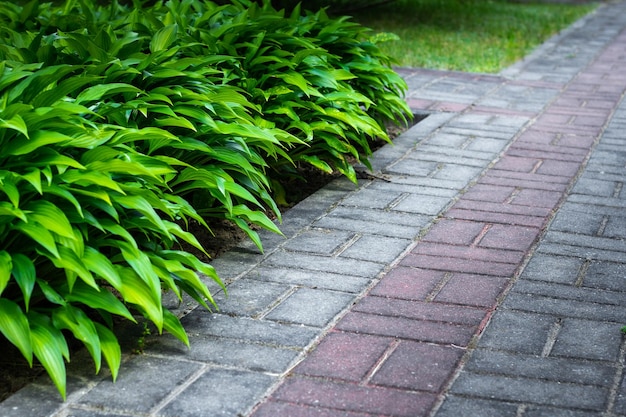 Stone Pathway on green grass hosta flowers along the path