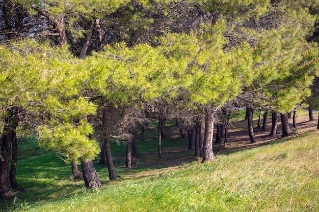 Stone pine Pinus pinea grove Nature landscape