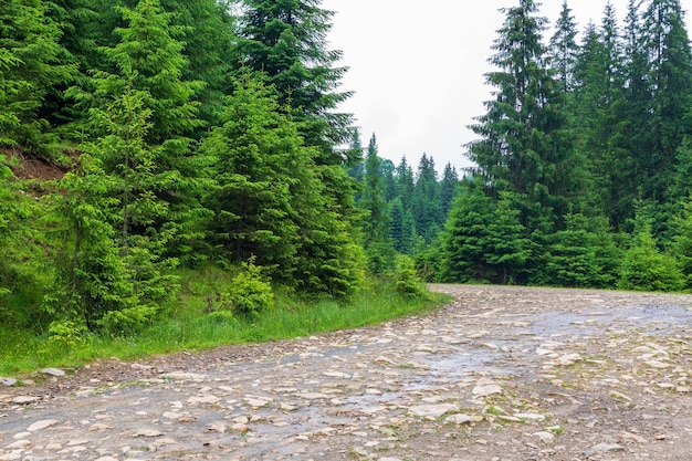 Stone road laid along evergreen trees in Synevyrska Polyana in the Carpathian mountains Ukraine