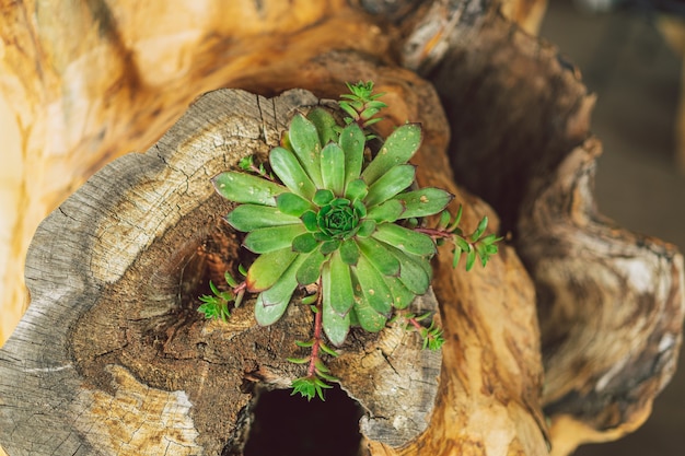 Photo stone rose succulent decorated in wood green succulent wild perennial plant sempervivum tectorum or ...