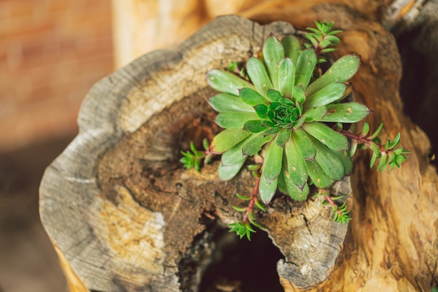 Photo stone rose succulent decorated in wood green succulent wild perennial plant sempervivum tectorum or ...