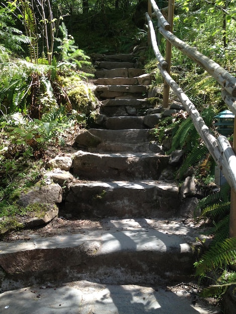 Stone steps amidst plants in park