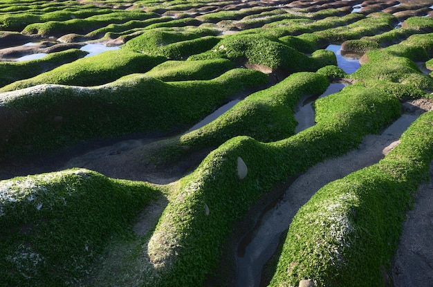 Stone Trench of Laomei Coast