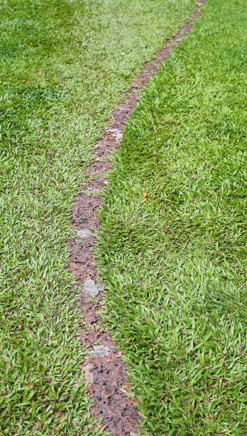 Stone walkway in the green grass garden