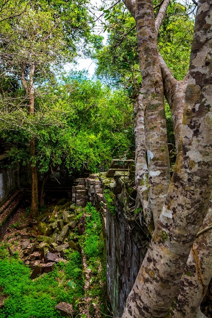 Stone wall covered by big tree root at Beng Mealea or Bung Mealea temple in Angkor complexCambodia