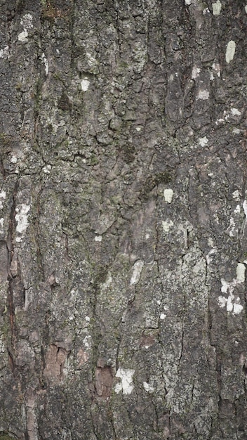 a stone wall with a white speck on it