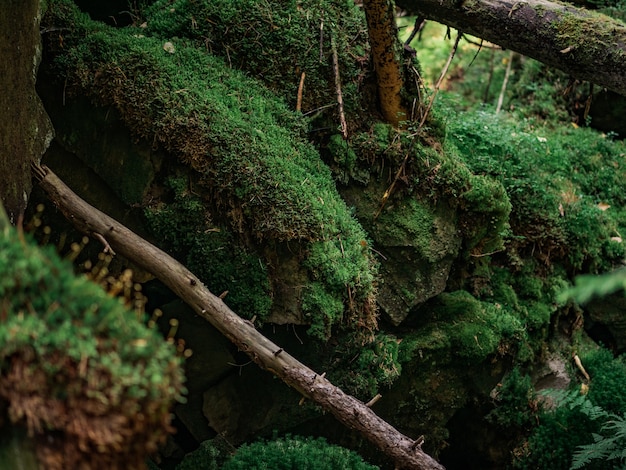 The stones are overgrown with moss. Natural background