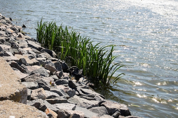 Stones and green reeds on shore of reservoir