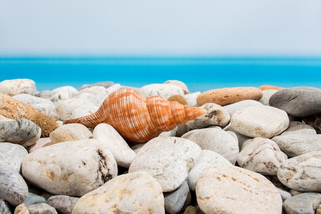 Stones and seashell on the beach with stones