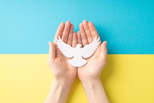 Stop the war in Ukraine concept Top overhead view photo of girl's hands holding white dove on the palms over national flag